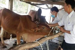 Kinh tế Nông nghiệp - Nông thôn Gỡ khó, ổn định và phát triển đàn trâu, bò