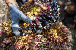Indonesia ưu tiên phát triển công nghiệp hạ nguồn dầu cọ