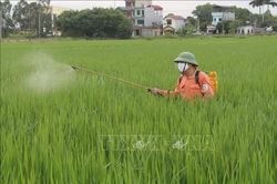 Theo dõi chặt chẽ các sinh vật gây hại trên lúa Hè Thu, Mùa