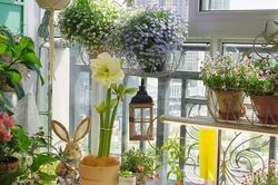 Khu vườn ban công chỉ vỏn vẹn vài mét vuông mà đếm hoa mỏi tay