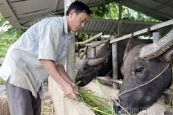 Phìn Hồ đẩy mạnh trồng cỏ phát triển đàn gia súc