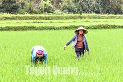 Chủ động chăm sóc vụ mùa