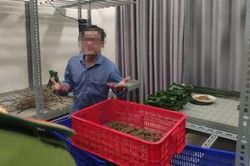 Cảnh sát ma túy Công an TPHCM bắt vụ trồng cần sa trong nhà