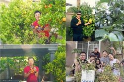 Xuýt xoa vườn cây trái ăn quanh năm của sao Việt trên đất Mỹ