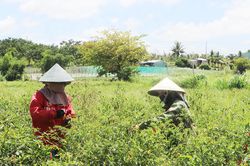 'Ớt ngọt' ở vùng Đông Gia Lai