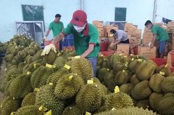 Xây dựng thương hiệu cho sầu riêng Việt