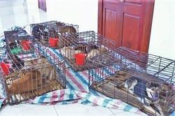 Băng nhóm mỗi đêm trộm gần 100 con chó