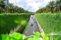 Chiêm ngưỡng con đường màu xanh ở Hà Nội ngỡ như trong phim
