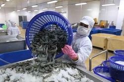 Người dân Mỹ, EU thắt chặt hầu bao, xuất khẩu tôm Việt Nam tuột dốc tăng trưởng âm