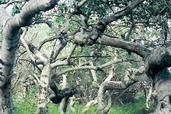 Khu rừng 'bãi đáp của người ngoài hành tinh', cây cối mọc quắn quéo kỳ lạ