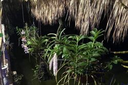 Chữa mẹo hóc xương