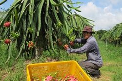 Hạn chế sự thất thoát phân bón cho cây thanh long bằng phân bón Đầu Trâu