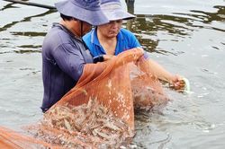 Giá tôm trong nước tăng cao, xuất khẩu lại gặp khó