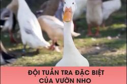 Đội tuần tra đặc biệt của vườn nho