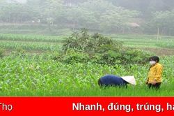 Toàn tỉnh cơ bản hoàn thành kế hoạch gieo cấy vụ Mùa