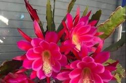 Anh bế con cho, em ăn cơm trước đi