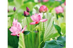 Lưu luyến mùa sen