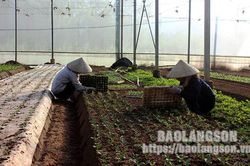 Sản xuất hữu cơ: Hướng đi của Hợp tác xã Rau củ quả sạch Gia CátTin khácĐiểm tựa vững chắc cho người lao độngSâu nặng nghĩa tình
