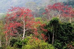 Những bông hoa gạo đỏ thẫm