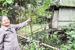 Hồi âm bài báo 'Rà soát quá trình giải quyết đơn kiến nghị cấp giấy chứng nhận quyền sử dụng đất của bà Nguyễn Thị Dục ở thị trấn Hồ Xá': UBND tỉnh chỉ đạo UBND huyện Vĩnh Linh thực hiện cấp giấy CNQSD đất cho hộ dân