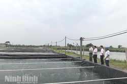 Kim Trung khai thác hiệu quả lợi thế để phát triển kinh tế
