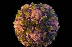 TP New York phát hiện virus gây bệnh bại liệt trong nước thải