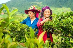 Tủa Chùa không mở rộng diện tích chè cây thấp