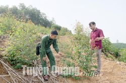 Trồng rừng đạt 110% kế hoạch