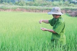 Kinh tế Nông nghiệp - Nông thôn Kỳ vọng vụ hè thu được mùa
