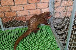 Cá thể tê tê 'lơ ngơ' đi lạc ở Lâm Đồng: Loài cực quý!
