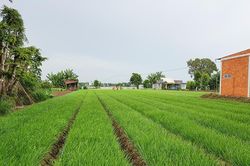 Bảo vệ sản xuất vụ thu đông