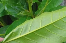 Loại lá mọc đầy đường, được coi là rác vứt đi nhưng được bán khắp chợ với giá khá chát
