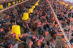 Đề xuất ưu tiên cấp giống, tiêu thụ sản phẩm của cơ sở, vùng an toàn dịch bệnh động vật