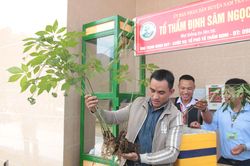 Chủ tịch nước Nguyễn Xuân Phúc: Phát triển cây sâm Ngọc Linh thành cây 'quốc kế dân sinh'