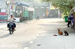 Còn lơ là trong quản lý vật nuôi