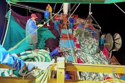 Ngư dân Quảng Bình trúng 250 tấn cá nục