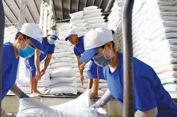 Gạo Thái Lan 'soán ngôi' bán giá cao nhất thế giới của Việt Nam