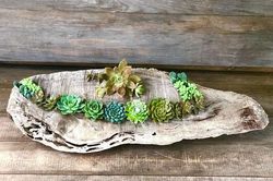 7 cách trồng và sắp xếp sen đá đầy nghệ thuật