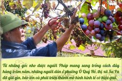 Sa Pa bảo tồn và phát triển giống nho Pháp
