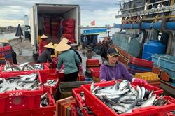 Một ngư dân trúng luồng cá 'khủng' thu 250 tấn cá, lãi gần 2 tỷ đồng