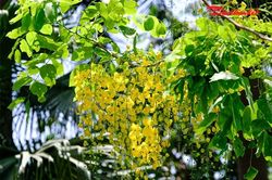 Ngắm muồng hoàng yến nhuộm vàng hồ Tây