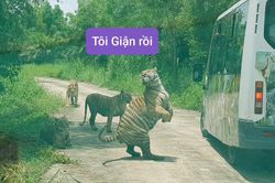 Khoảnh khắc 'tấu hài' vô đối của động vật trong sở thú, ngỡ như đi nhầm rạp xiếc