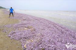 Vỏ ngao chất đống dọc bãi biển ở Thanh Hóa