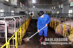 Ngăn bệnh dịch tả lợn châu Phi tái phát và lây lan: Cần kiểm soát chặt nguồn giống khi tái đànTin khácThanh niên phát huy vai trò bảo vệ nền tảng tư tưởng của ĐảngNgành ngân hàng: Ngăn chặn kịp thời hành vi lừa đảo chuyển tiền qua mạng