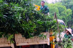 TP. Vinh: Hàng ngàn cây xanh được cắt tỉa trước mưa bão