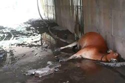 Bò bị điện giật chết, người dân chưa nhận được đền bù