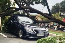 Cây xanh bật gốc đè liên tiếp 3 ôtô ở TP.HCM