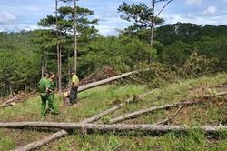 Khởi tố, bắt tạm giam nhóm đối tượng phá rừng quy mô lớn tại Đà Lạt