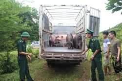 Quyết liệt ngăn chặn, xử lý buôn lậu, vận chuyển trái phép lợn và sản phẩm từ lợn qua biên giới