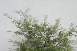 Cây me nhà tôi